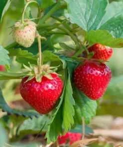 Hạt Giống Quả Dâu Tây Đỏ Chịu Nhiệt 100 Hạt – Dễ Trồng, Sai Trái, Phù Hợp Khí Hậu Việt Nam