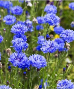 Hạt Giống Hoa Trúc Mai Xanh – Gói 100 Hạt, Hoa Xanh Biếc Lãng Mạn, Dễ Trồng