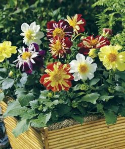 Hạt Giống Hoa Thược Dược Kép Lùn Mix Màu – Gói 100gr, Hoa To, Nhiều Lớp, Lâu Tàn