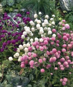 Hạt Giống Hoa Cúc Bách Nhật Nhiều Màu – Gói 100gr, Hoa Lâu Tàn, Bền Đẹp, Dễ Trồng