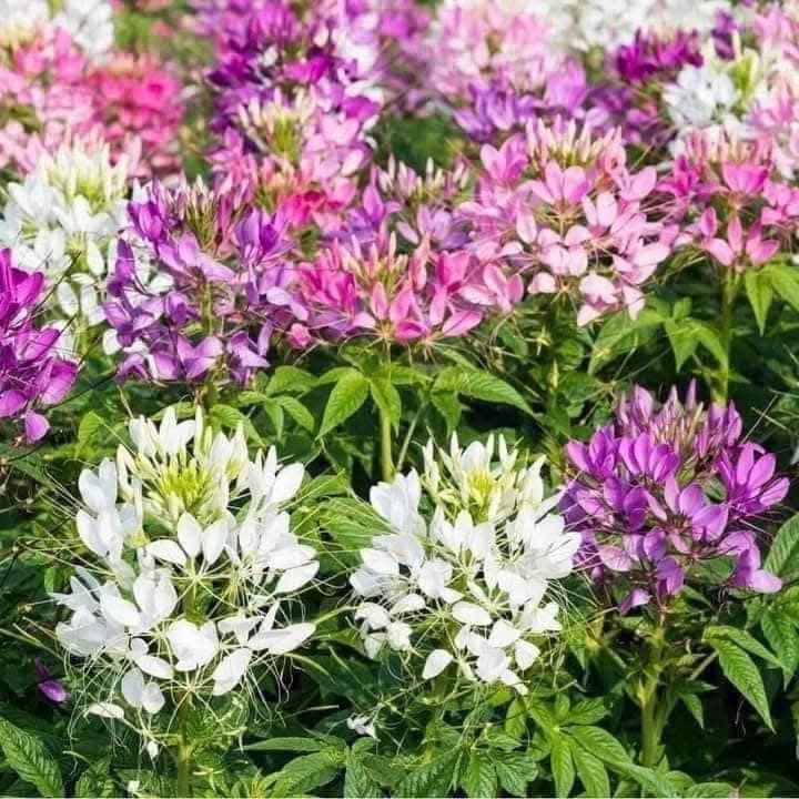 475130756_122183320262256463_3795048138198620613_n