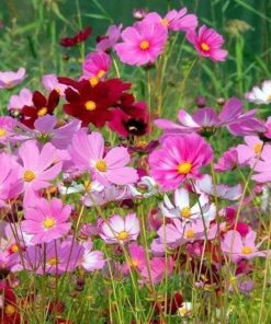 Hạt Giống Hoa Sao Nhái Mix Màu – Gói 100gr, Dễ Trồng, Hoa Nở Rực Rỡ Quanh Năm