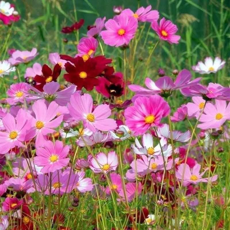 475854967_1248853996176622_6333672193475283038_n