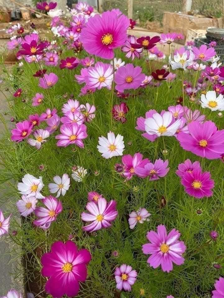 475885512_1248854226176599_7710641975698426238_n