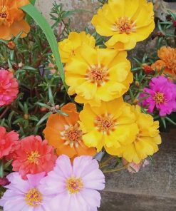 Hạt Giống Hoa Mười Giờ Mỹ 1kg (1000gr) – Nguồn Hạt Số Lượng Lớn, Hoa Sai Quanh Năm