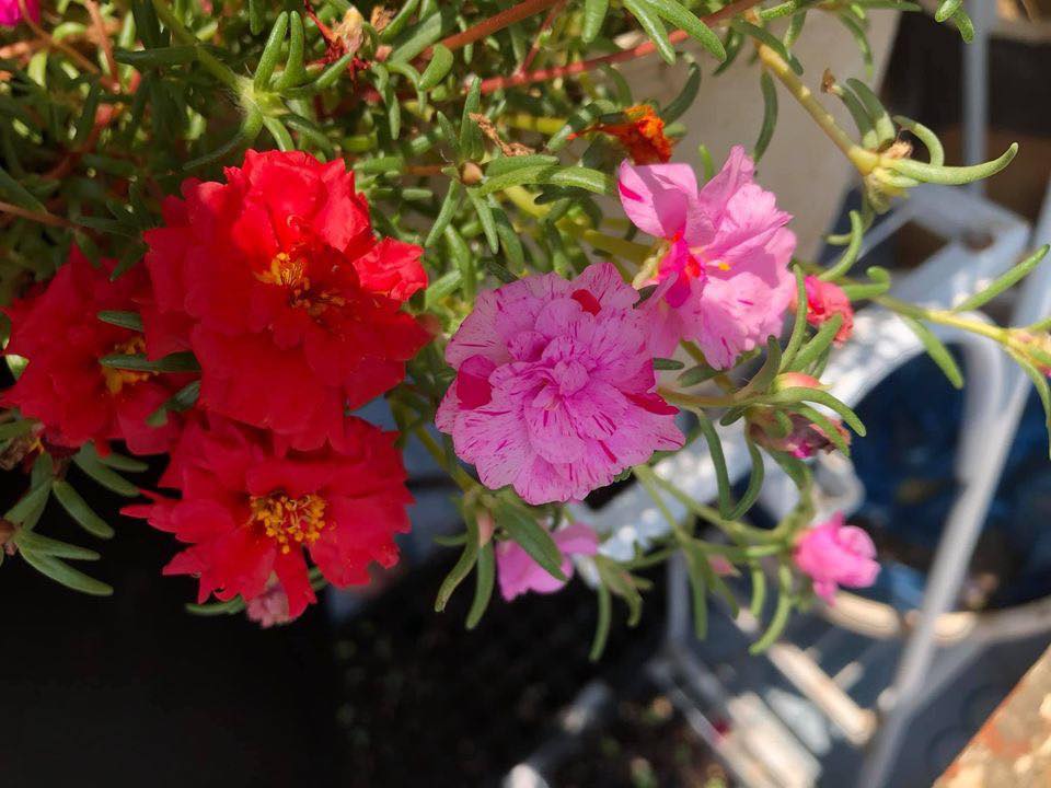 483485333_8690740821025840_4551192030118070955_n