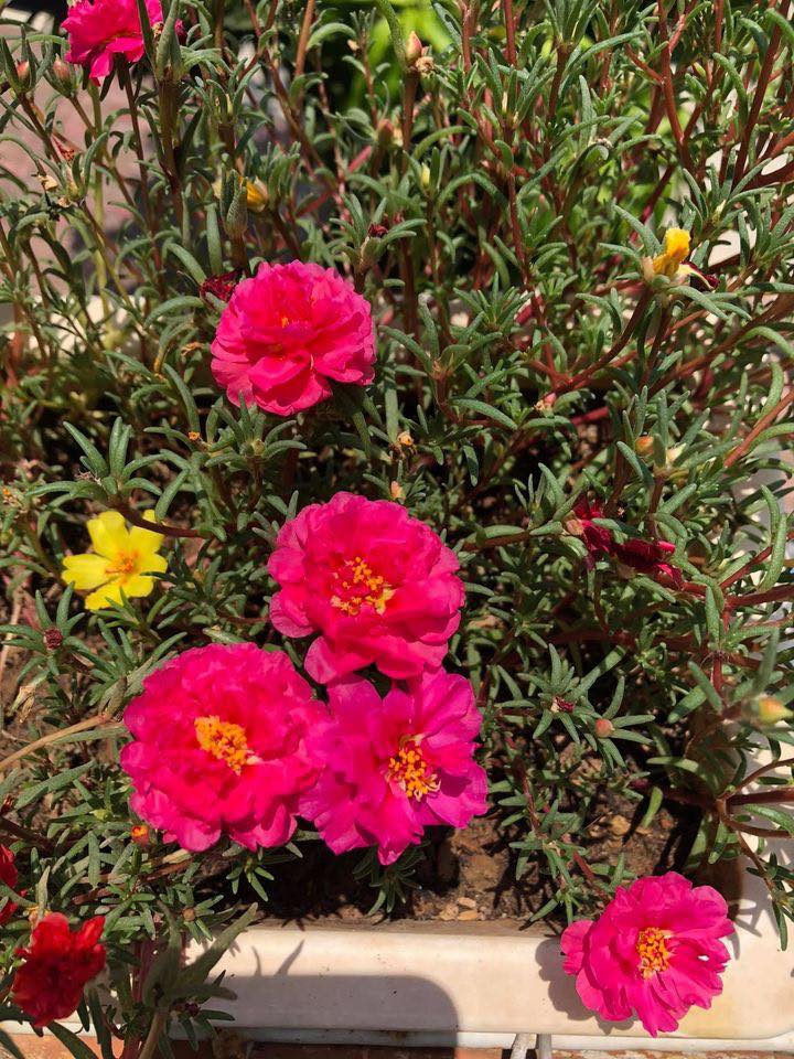 483487253_8690740674359188_4449493269529846237_n