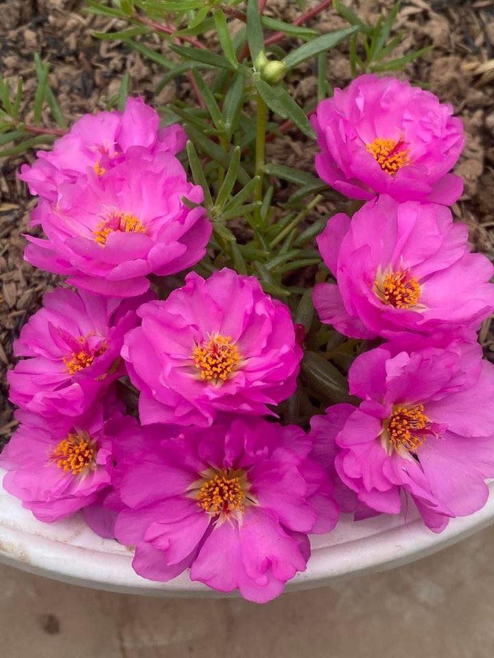 483924857_8690740767692512_6813159259941365809_n