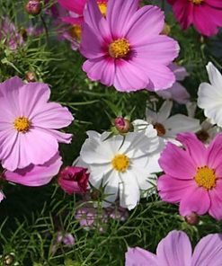 Hạt Giống Hoa Sao Nhái Mix Màu 200 Hạt - Hoa Đẹp, Dễ Trồng, Rực Rỡ Quanh Năm