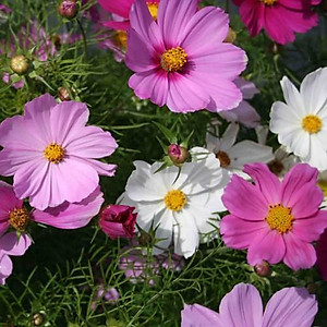 516b44e7a305589844c2f0a663fddfd7