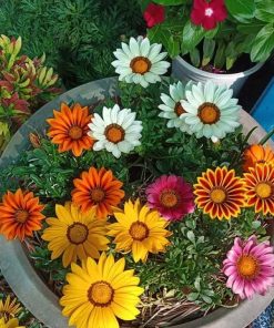 Hạt Giống Hoa Cúc Huân Chương Mix Nhiều Màu100 Hạt - Giống Hoa Siêu Đẹp, Dễ Trồng