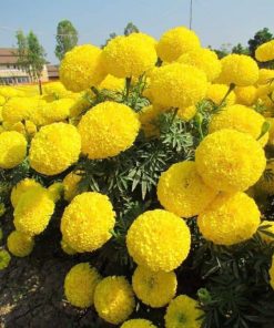 [ Bán sỉ ] Hạt Giống Hoa Cúc Vạn Thọ Vàng Chanh 100gr – Sắc Hoa Tươi Sáng, Dễ Trồng, Ý Nghĩa May Mắn