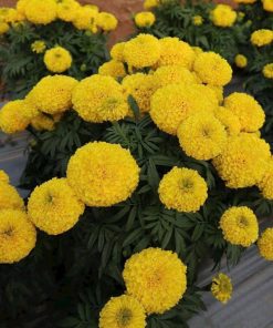 [ Bán sỉ ] Hạt Giống Hoa Cúc Vạn Thọ Vàng Chanh 1kg (1000gr) – Sắc Vàng Thanh Khiết, Lựa Chọn Lý Tưởng Cho Nhà Vườn & Shop Online