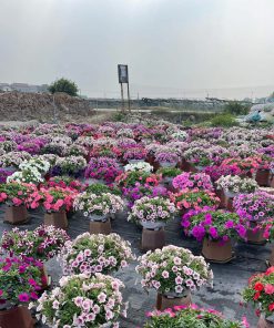 Hạt Giống Hoa Dạ Yến Thảo Mix Màu 200 Hạt - Hoa Treo, Hoa Chậu Siêu Đẹp, Nở Quanh Năm