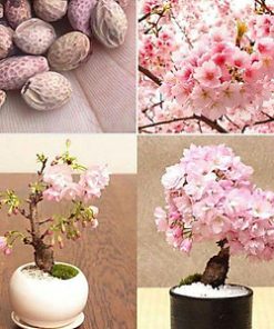 Hạt Giống Hoa Anh Đào Sakura 10 Hạt - Giống Quý, Sắc Hoa Nhật Bản Lãng Mạn