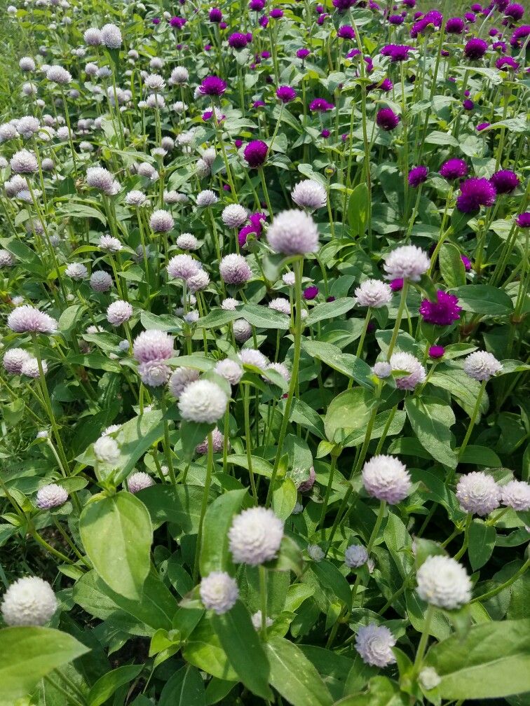 76187932d4f94a22b407619a0e353948