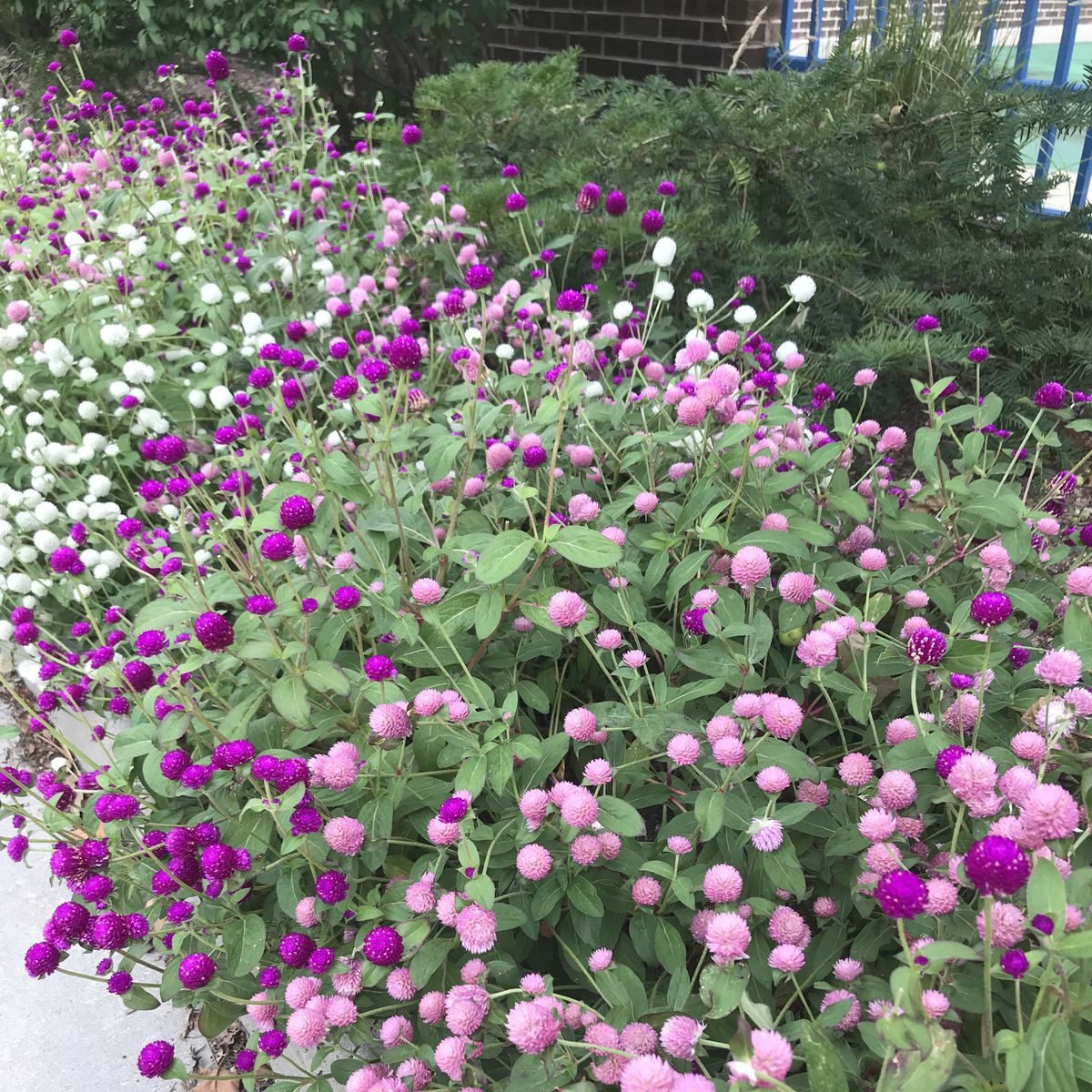 8ffc534a46edf3dcf32944a93a024dea