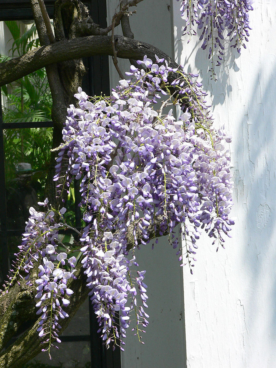 960px-Wisteria_floribunda5