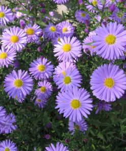 Hạt Giống Hoa Cúc Thạch Thảo Tím – 100 Hạt Giống Hoa Thanh Khiết, Lãng Mạn