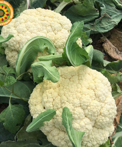 Hạt Giống Súp Lơ Trắng 0.2gr