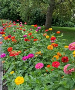 Hạt Giống Hoa Cúc Lá Nhám Mix Màu – Gói 100gr Hạt Chuẩn, Sai Hoa, Lâu Tàn