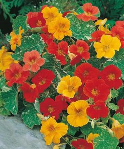 Hạt Giống Hoa Sen Cạn 50 Hạt - Hoa Đẹp, Dễ Trồng, Vừa Trang Trí Vừa Làm Dược Liệu