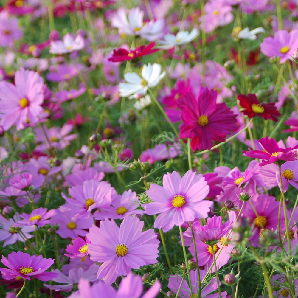 c3c4c3acc08175626627c61cc1964021