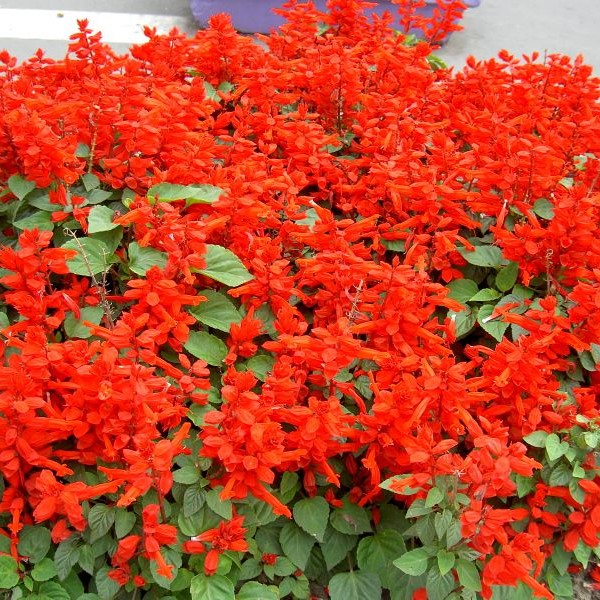 cach-trong-va-cham-soc-hoa-xac-phao