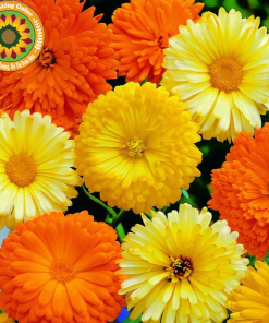 Hạt Giống Hoa Cúc Susi 100 Hạt - Hoa Đẹp, Dễ Trồng, Nở Rực Rỡ