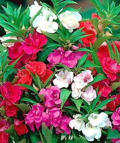 Hạt Giống Hoa Móng Tay (Hoa Bóng Nước) Kép Mix Đủ Màu – 100 Hạt Giống Hoa Độc Đáo, Dễ Trồng