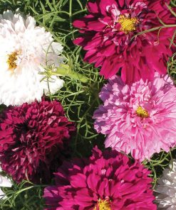 Hạt Giống Hoa Sao Nhái Kép Mix Màu 200 Hạt - Hoa Đẹp, Sai Hoa, Dễ Trồng