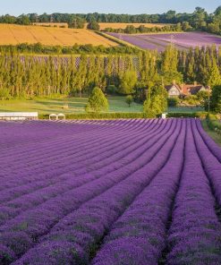 Hạt Giống Hoa Oải Hương – Gói 100 Hạt | Mùi Thơm Dễ Chịu – Trồng Trang Trí Ban Công, Sân Vườn