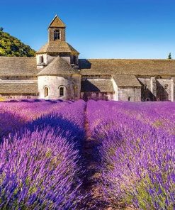 Hạt Giống Hoa Oải Hương 100gr – Trồng Số Lượng Lớn, Nhà Vườn, Du Lịch