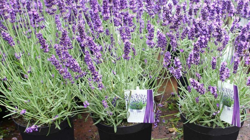 hat-giong-hoa-lavender (31)