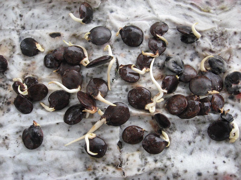 hat-giong-hoa-tu-dang