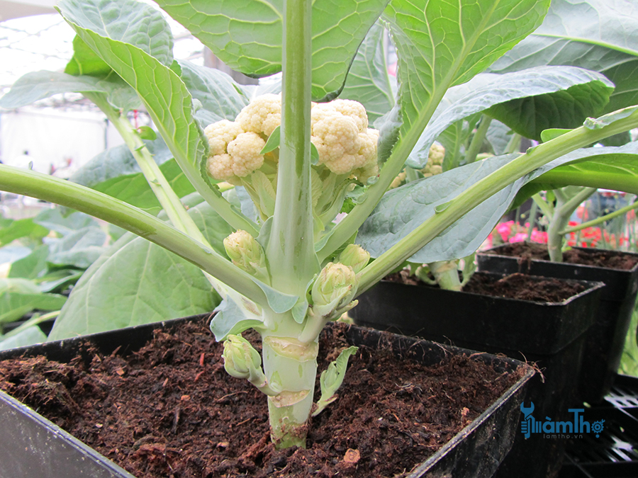 Hướng dẫn cách trồng súp lơ trắng