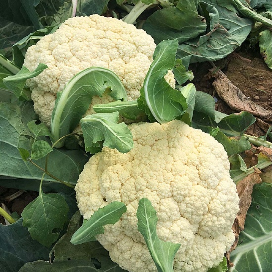 hạt giống súp lơ trắng 8