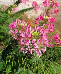 Hạt Giống Hoa Túy Điệp (Hồng Ri, Chiêu Quân) 100 Hạt - Giống Hoa Dễ Trồng, Nở Đẹp Quanh Năm