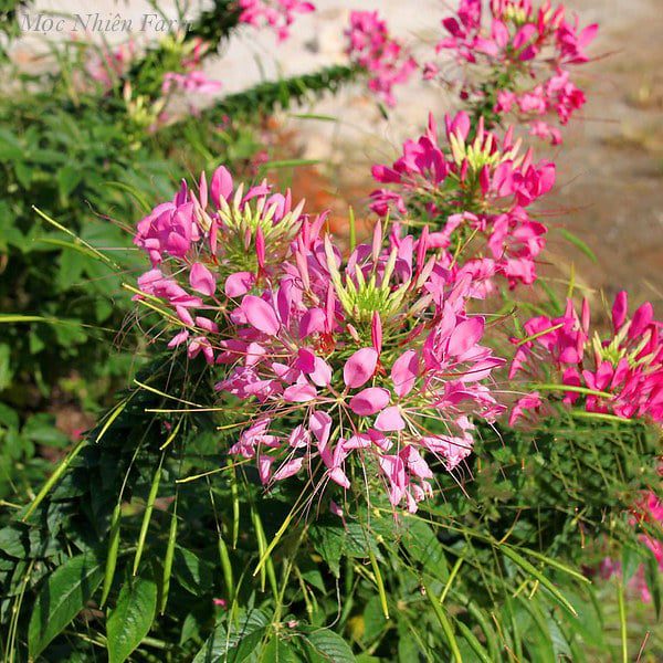 hoa-tuy-diep-a106_f70270e4f5d142fbb961d4d863bfb10a