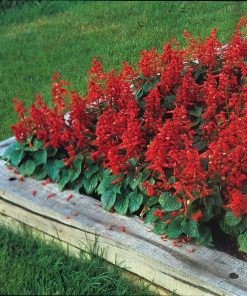 Hạt Giống Hoa Xác Pháo Đỏ 100 hạt – Sắc Đỏ Rực Rỡ, Dễ Gieo Trồng, Hoa Nở Quanh Năm