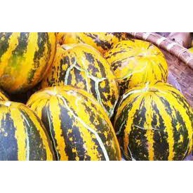 Hạt Giống Dưa Bở Thơm dễ trồng 20 hạt