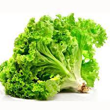 [ Bán sỉ ] 1kg Hạt Giống Rau Xà Lách Xoăn - Chịu Nhiệt Tốt, Dễ Trồng, Năng Suất Cao