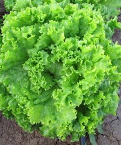 Hạt Giống Rau Xà Lách Xoăn