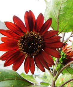 Hạt Giống Hoa Hướng Dương Đỏ – 100 Hạt Giống Độc Lạ, Màu Đỏ Quyến Rũ, Dễ Trồng