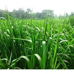 Hạt Giống Cỏ Chăn Nuôi