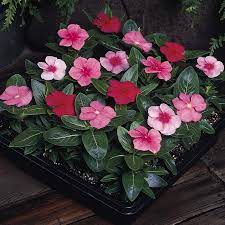 Hạt Giống Hoa Dừa Cạn Đứng Lùn Mix Màu – 100 Hạt Giống Siêng Hoa, Nhiều Màu Sắc, Dễ Trồng