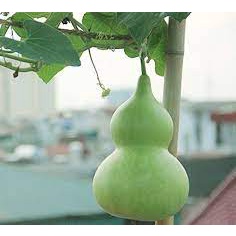 Hạt giống bầu hồ lô khổng lồ gói 5 hạt