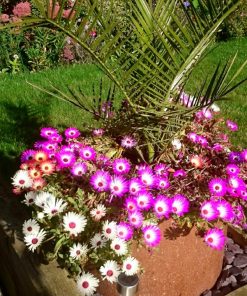 Hạt Giống Hoa Cúc Cầu Vồng – Mười Giờ Nam Phi Mix Màu – 100 Hạt Giống Độc Đáo, Rực Rỡ