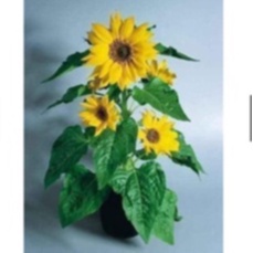 Hạt Giống Hoa Hướng Dương Lùn Nhiều Bông – 50 Hạt Giống Dễ Trồng, Hoa Sai, Rực Rỡ Quanh Năm