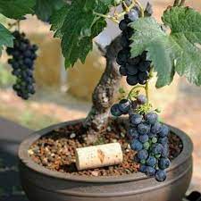 Hạt giống Nho lùn 10 Hạt